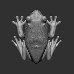 Frog 3d model