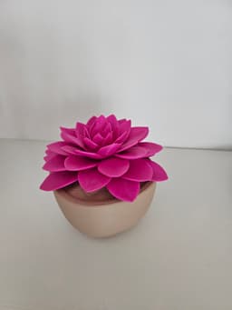 Sempervivum "Kip" 3d model