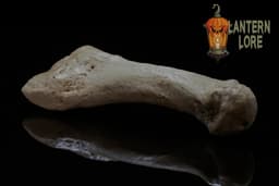 Metatarsal Bones 1-5 (Pre Supported) 3d model
