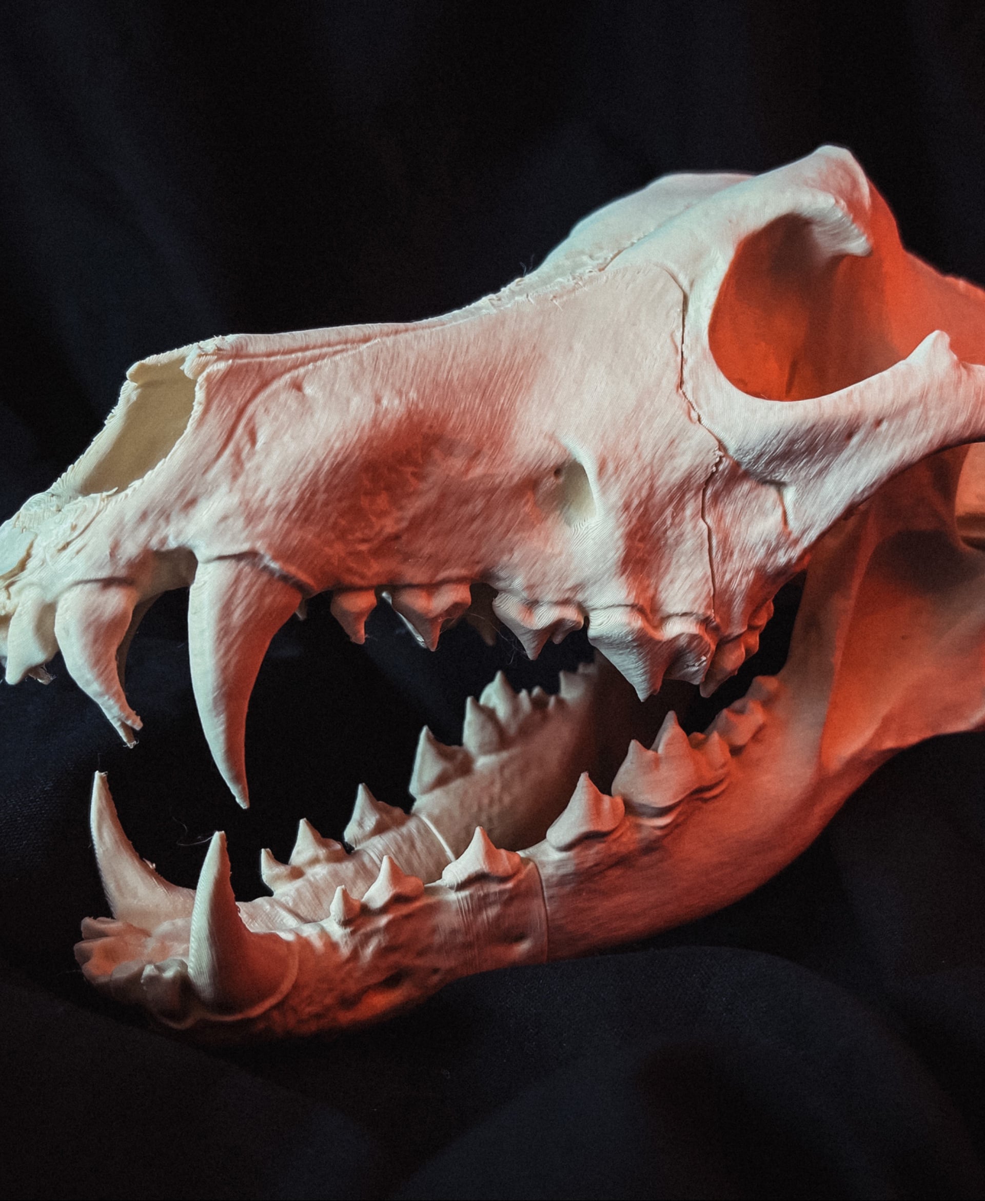 Wolf Skull (Canis Lupus) 3d model
