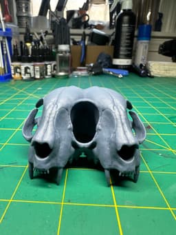 Conjoined Domestic Cat Skull 3d model
