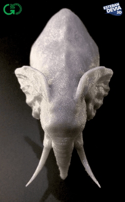 Elephant With Its Trunk Down - Elephant print with trunk down, top view - 3d model