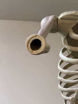 12 foot skeleton elbow fix 3d model
