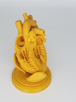 HUMAN HEART CROSS SECTION 3D PRINTING 3d model