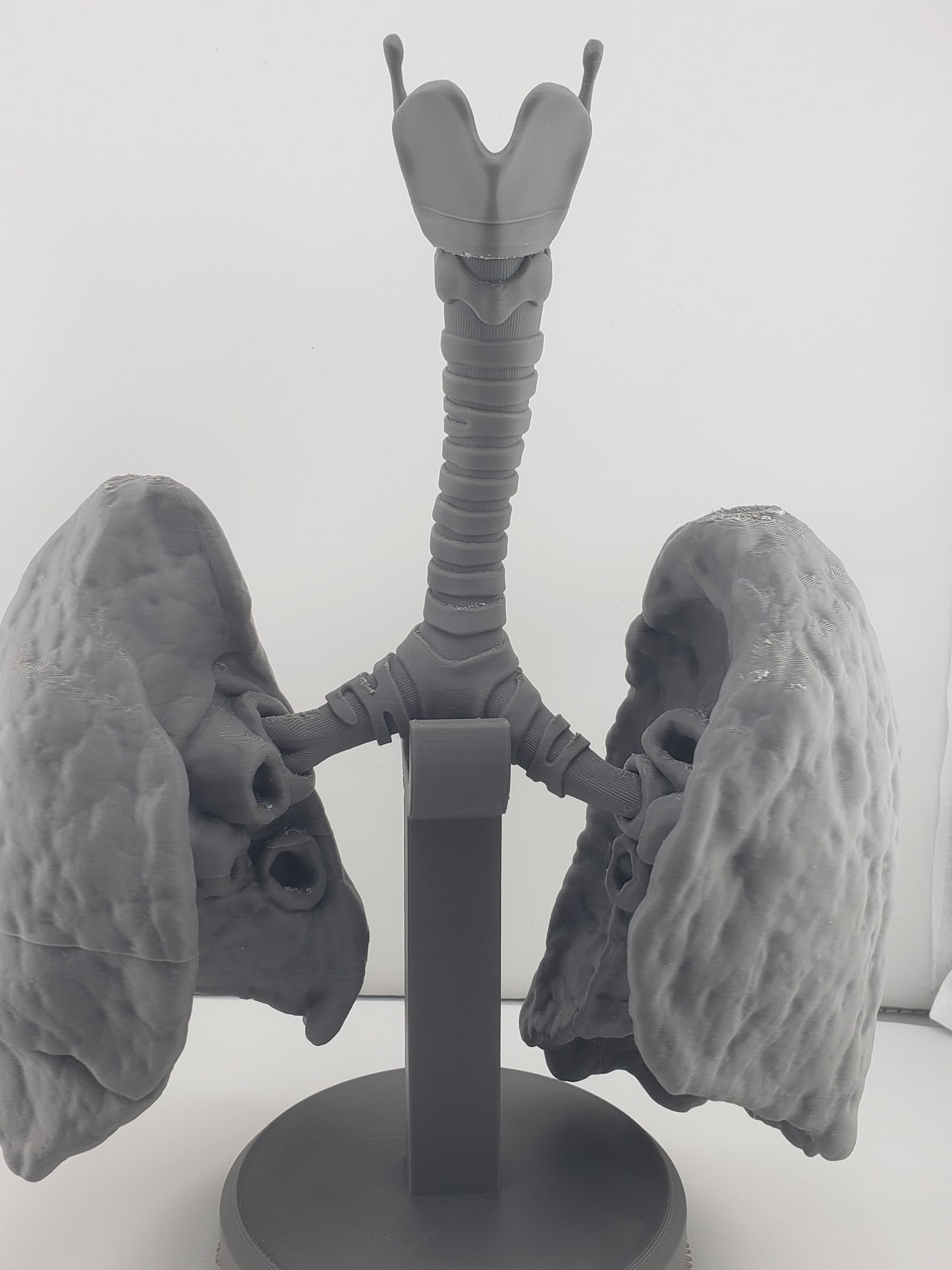 Human Lung Anatomy Modular Educational Model 3d model