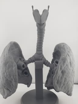 Human Lung Anatomy Modular Educational Model 3d model