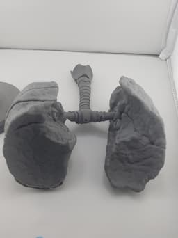 Human Lung Anatomy Modular Educational Model 3d model