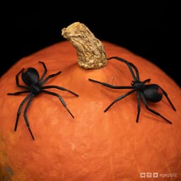 Black Widow Spider 3d model