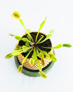 SPATHI Planter 02 // Small Plant Pot or Container 3d model