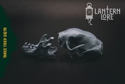 Three Toed Sloth Skull (Pre Supported) 3d model