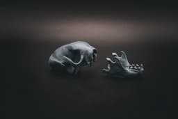 Three Toed Sloth Skull (Pre Supported) 3d model