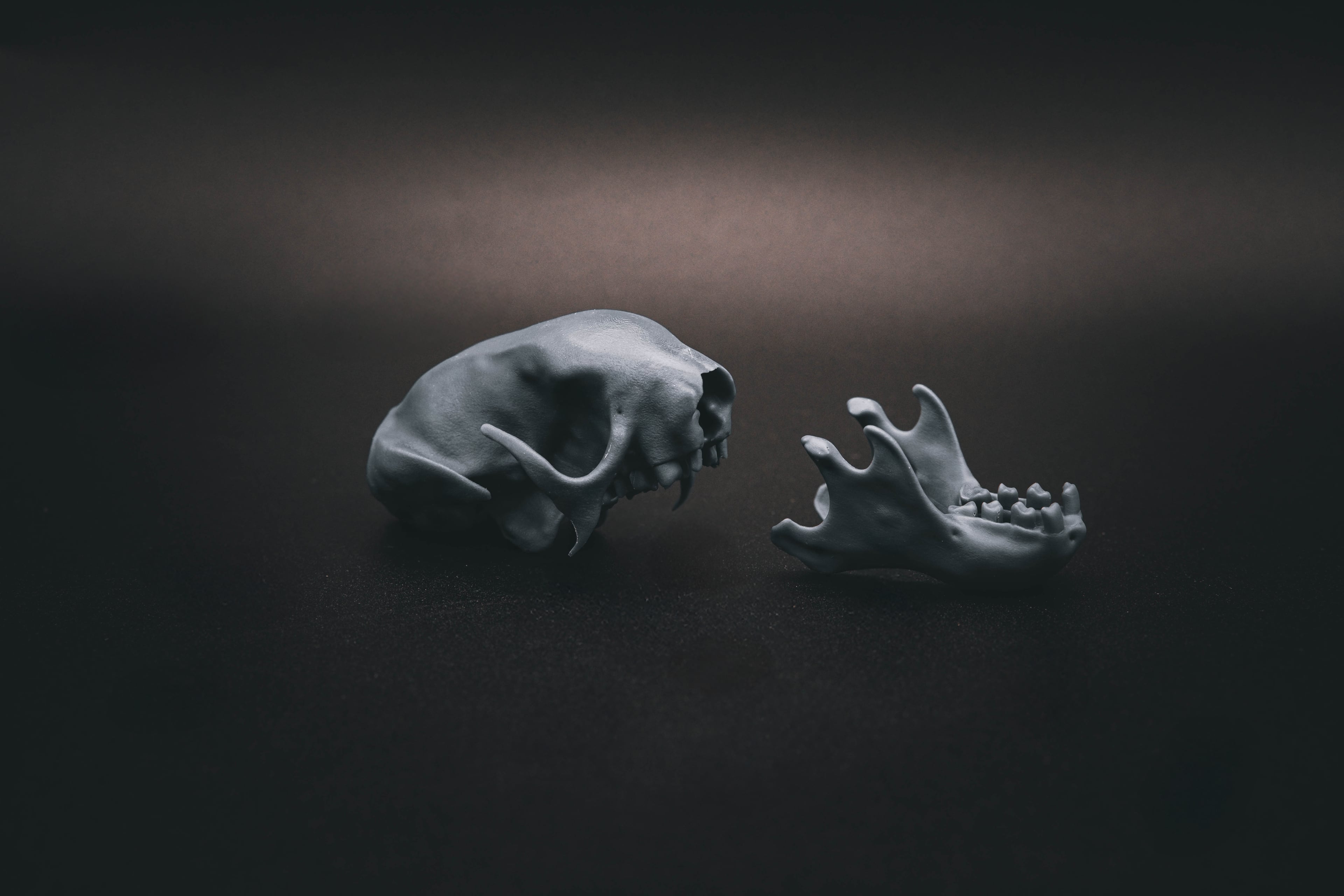 Three Toed Sloth Skull (Pre Supported) 3d model