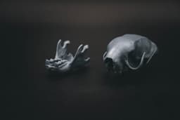 Three Toed Sloth Skull (Pre Supported) 3d model