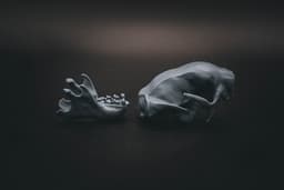 Three Toed Sloth Skull (Pre Supported) 3d model