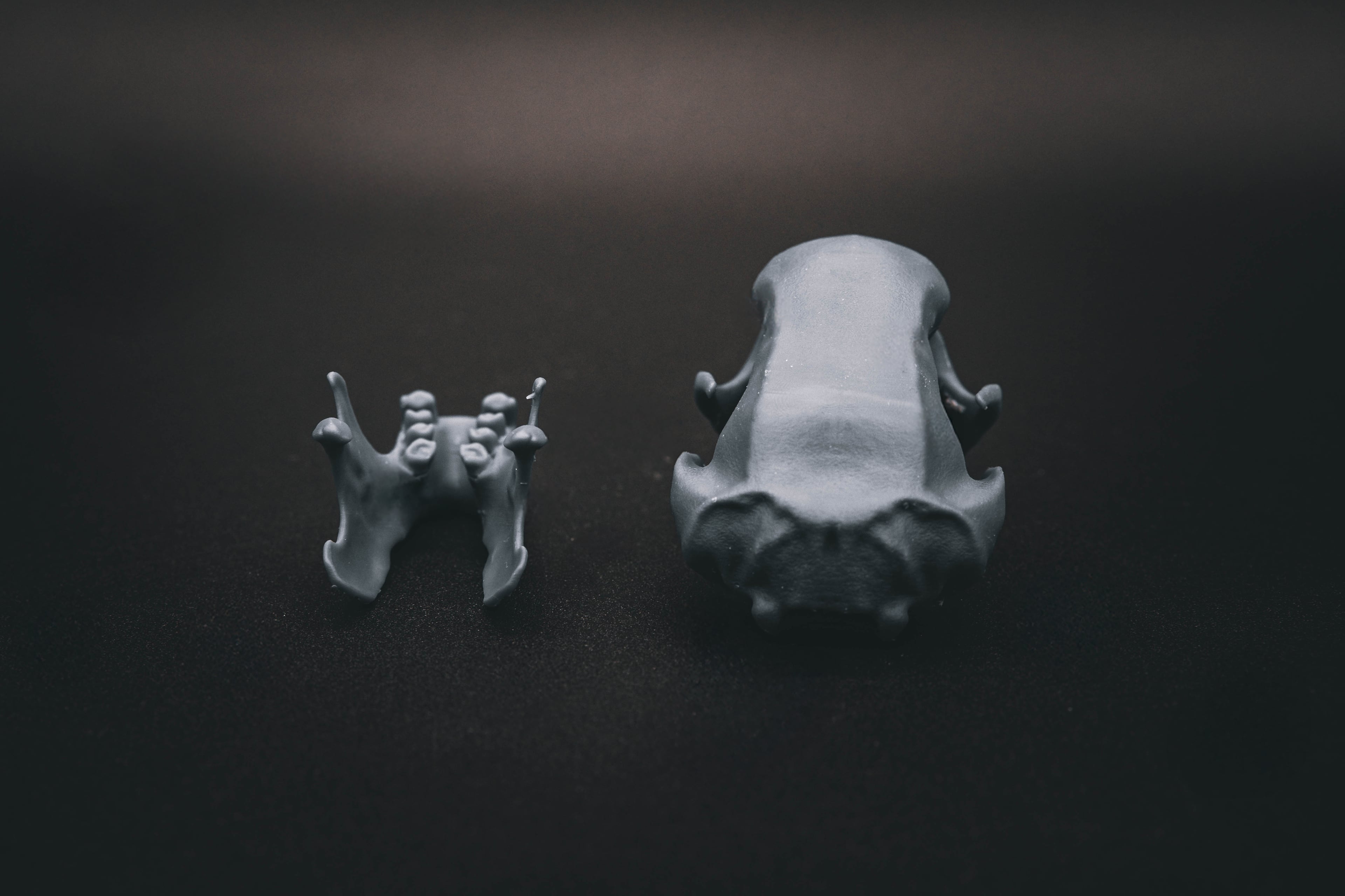 Three Toed Sloth Skull (Pre Supported) 3d model
