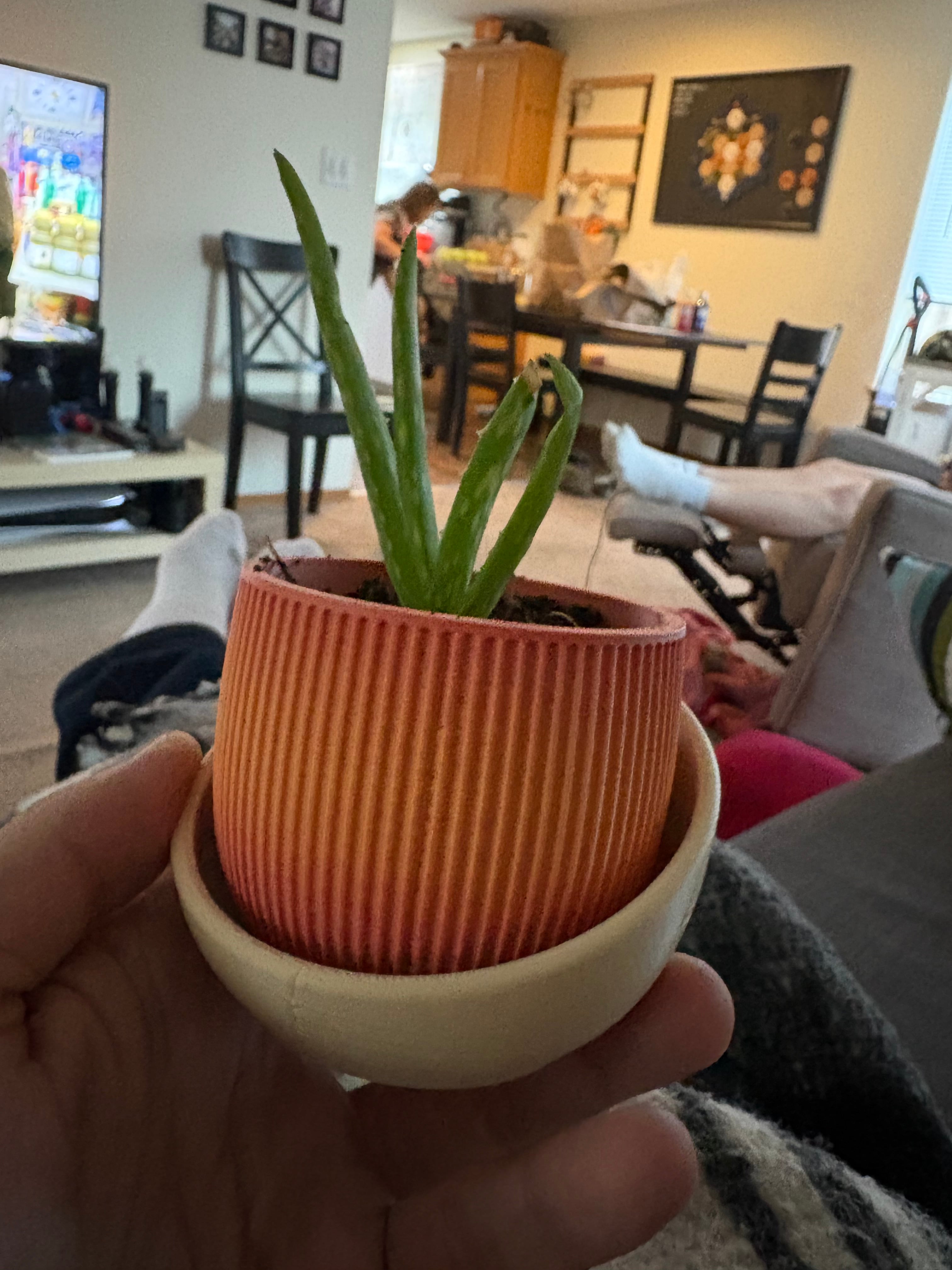Printed the pot itself with Overture’s Stone “Painted Hills” PLA.