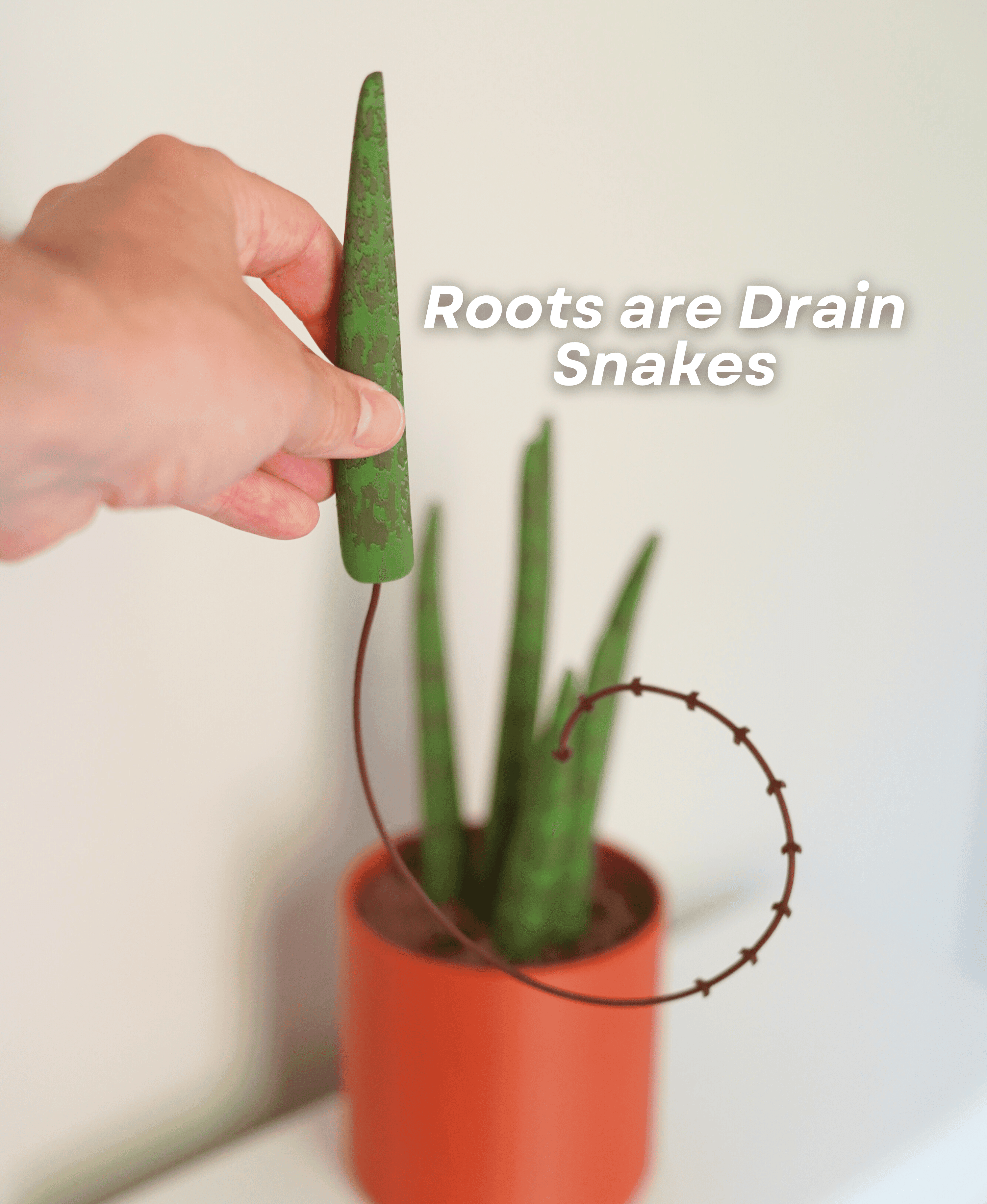 Drain Snake Snake Plant 3d model