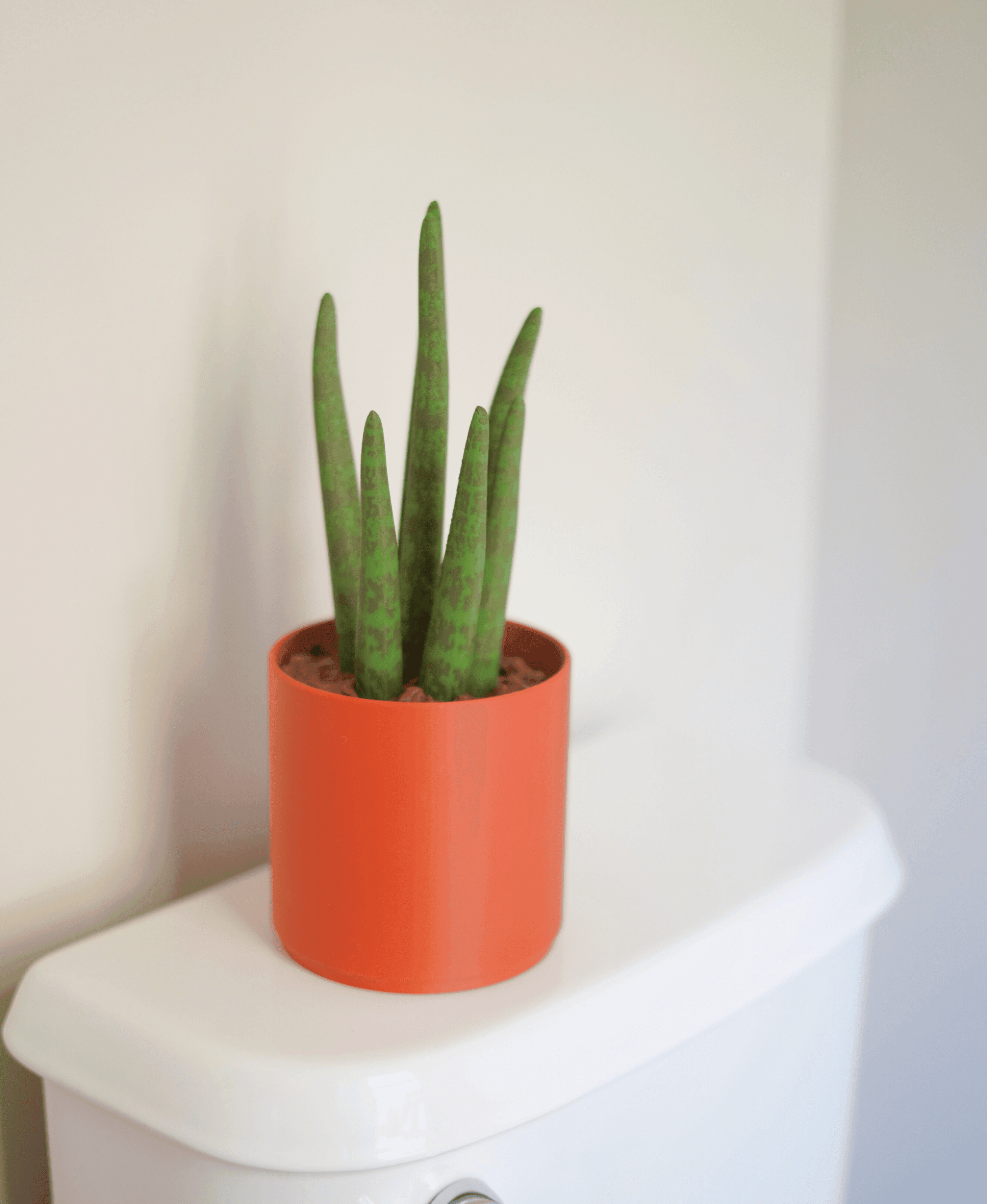 Drain Snake Snake Plant 3d model