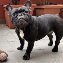 Dog - Etta 3mf 3d model