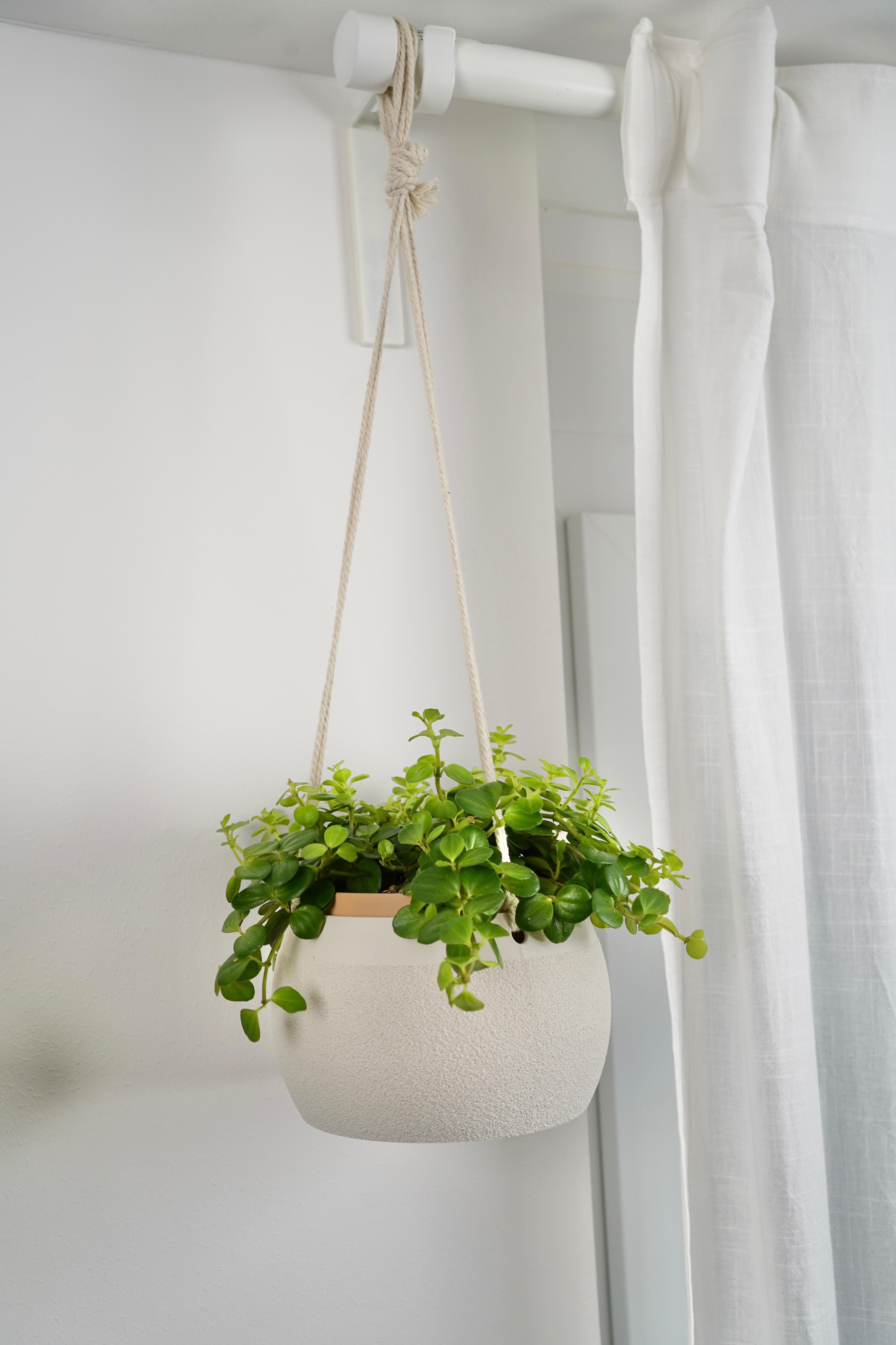 COCOS Hanging Planter 3d model