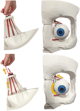 Dynamic Extraocular Muscle Simulator! 3d model