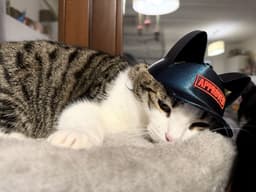 CAT-HAT 3d model