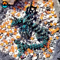 Wickedwing Dragon 3d model
