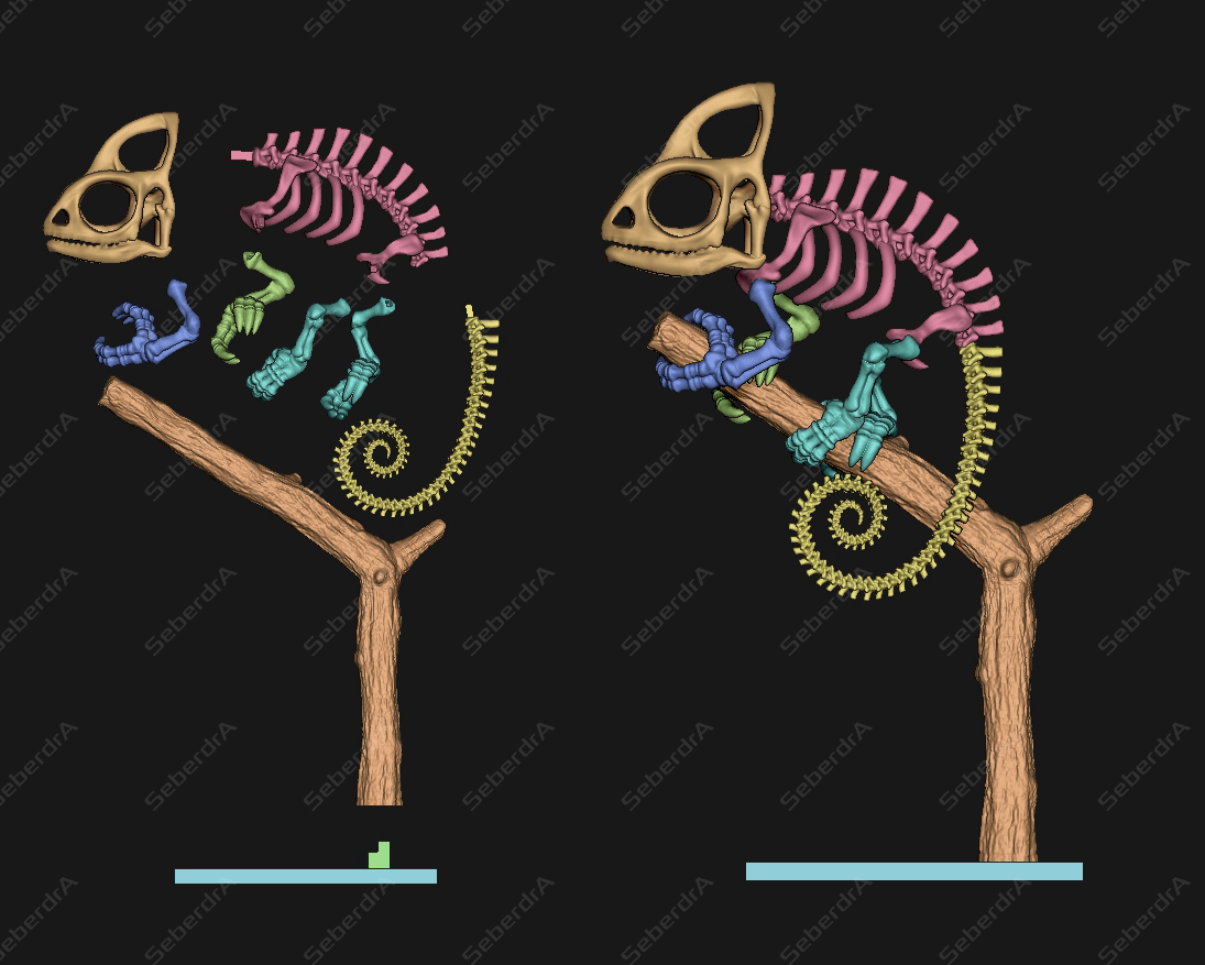 Cameleon Skeleton 3d model