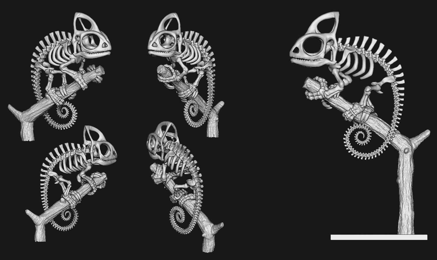 Cameleon Skeleton 3d model