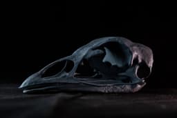 Turkey Skull (Pre Supported) 3d model