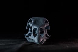 Turkey Skull (Pre Supported) 3d model
