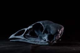 Turkey Skull (Pre Supported) 3d model