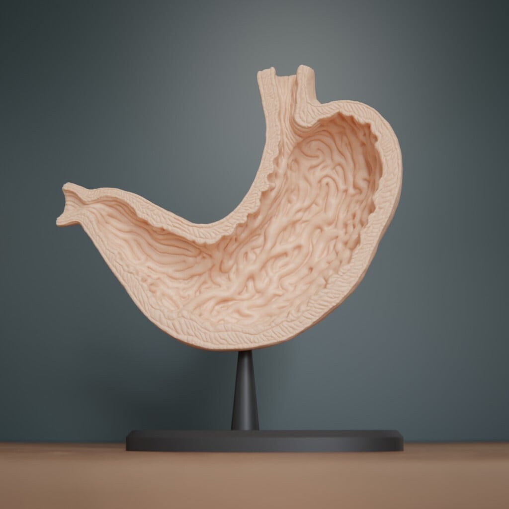 Human Stomach Cross Section Anatomy 3d model