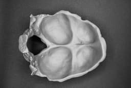 Occipital Bone Bowl 3d model