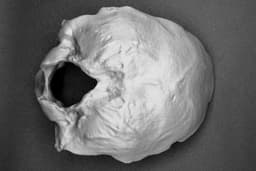 Occipital Bone Bowl 3d model