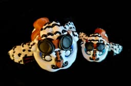 Owl Hatchlings (Personal Use) 3d model