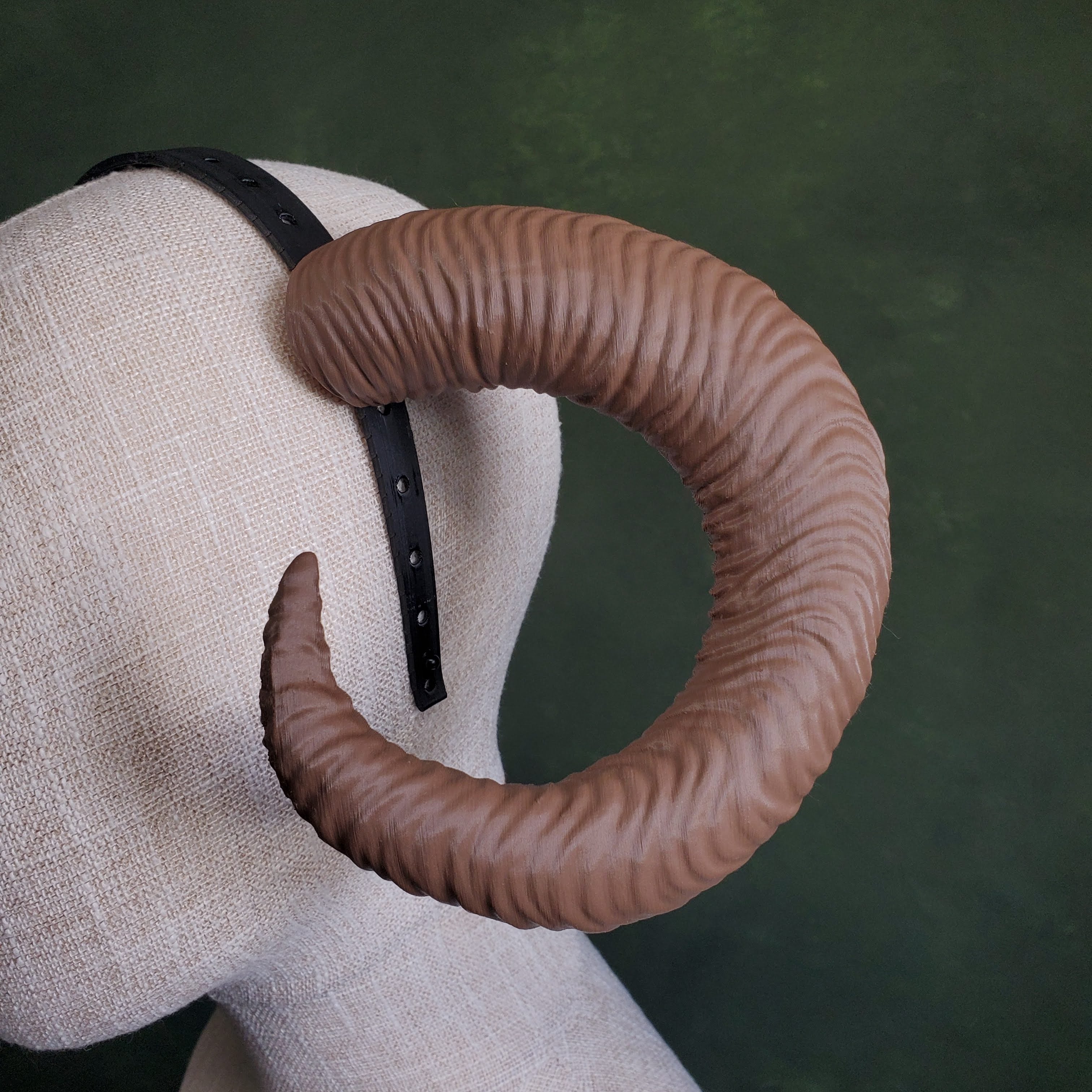 Celine | Medium Curled Horns 3d model