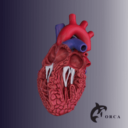 HUMAN HEART CROSS SECTION 3D PRINTING 3d model