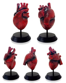 Anatomical Human Heart 3d model