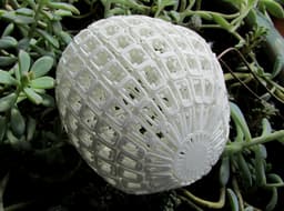 Colloidal Vessel (101010 Pod) 3d model