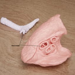 Human Lung Anatomy Modular Educational Model 3d model