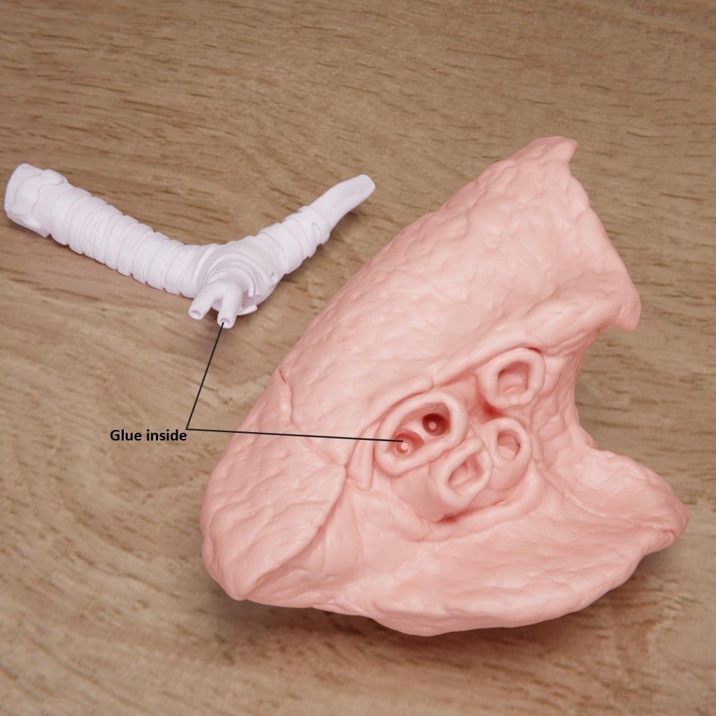 Human Lung Anatomy Modular Educational Model 3d model