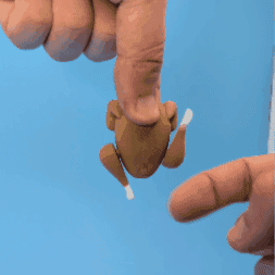 Thanksgiving Turkey Fidget Toy 3d model