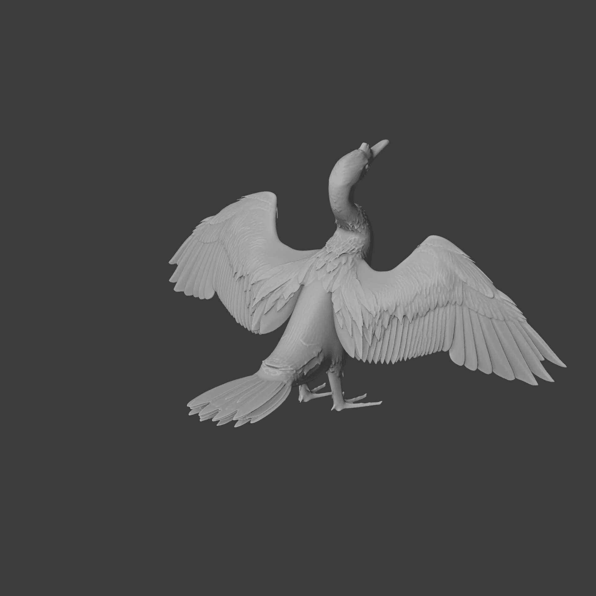 Cormorant 3d model