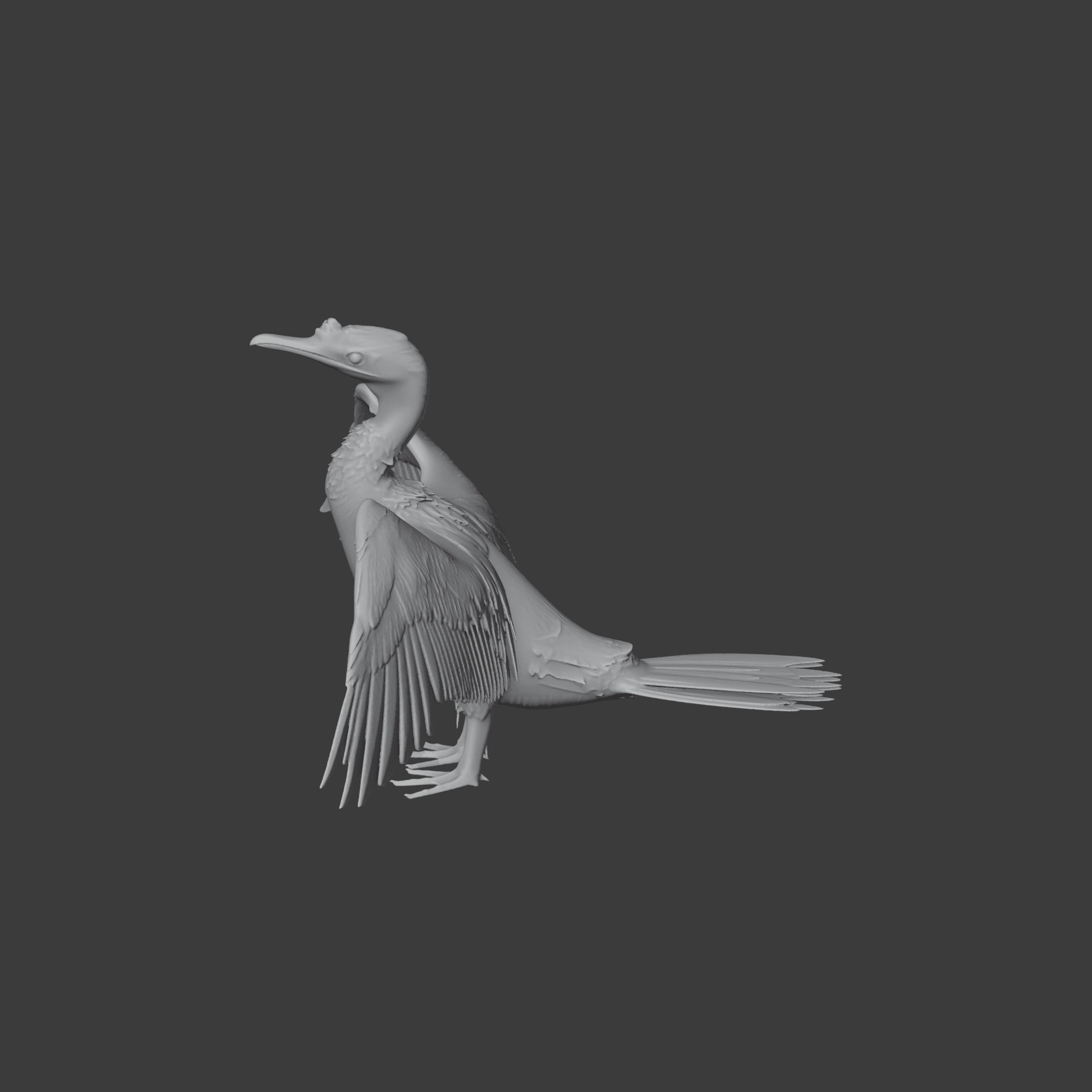 Cormorant 3d model
