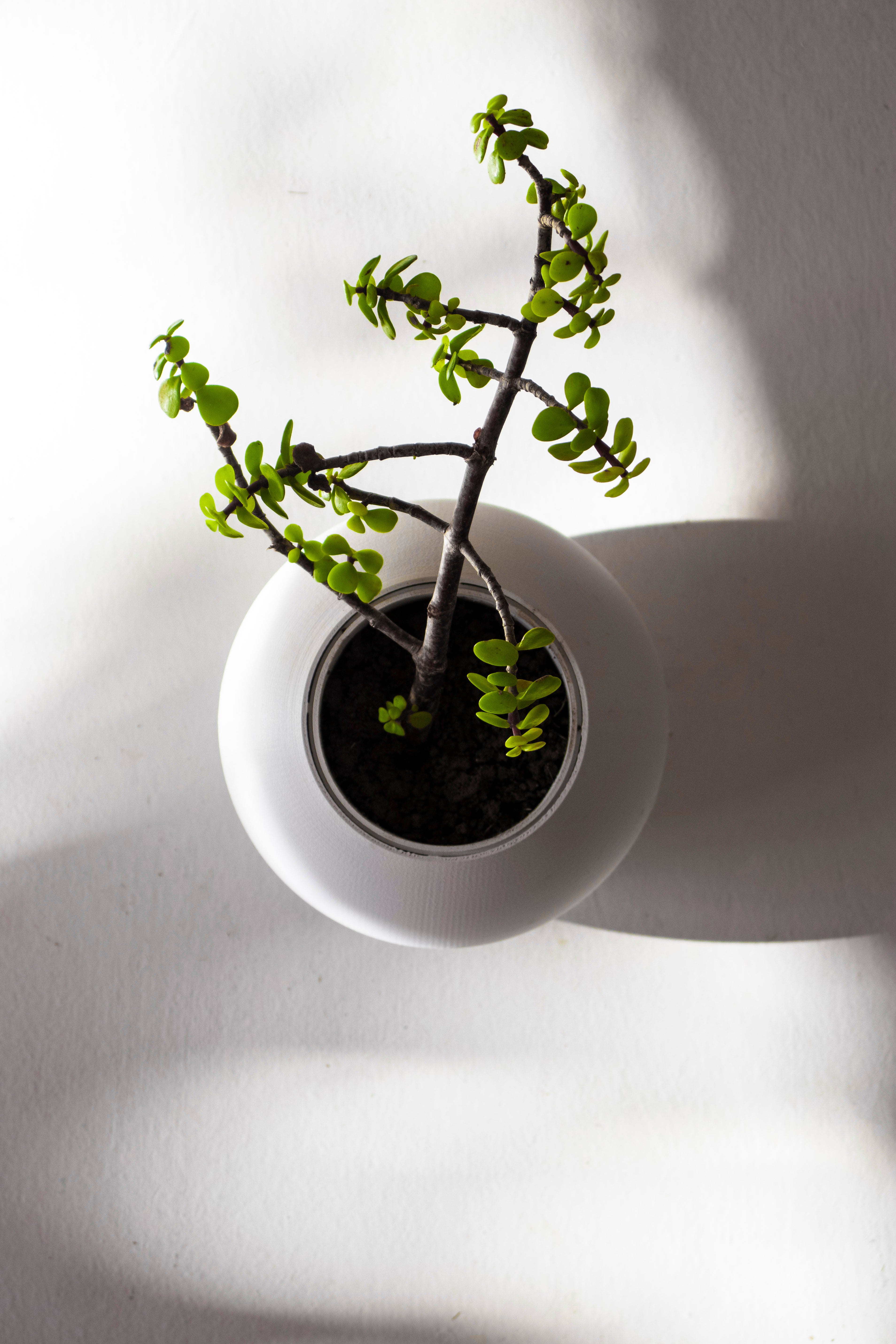 Planter | Boem x Minimalissimo 3d model
