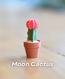 Clicky Cacti Pack 2 - Clicker Fidget Toy Cactus - Pocket Plants Collection 3d model