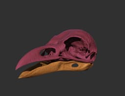 Rook Skull (Corvus Frugilegus) 3d model