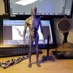 Ecorche - Human Anatomy 3d model