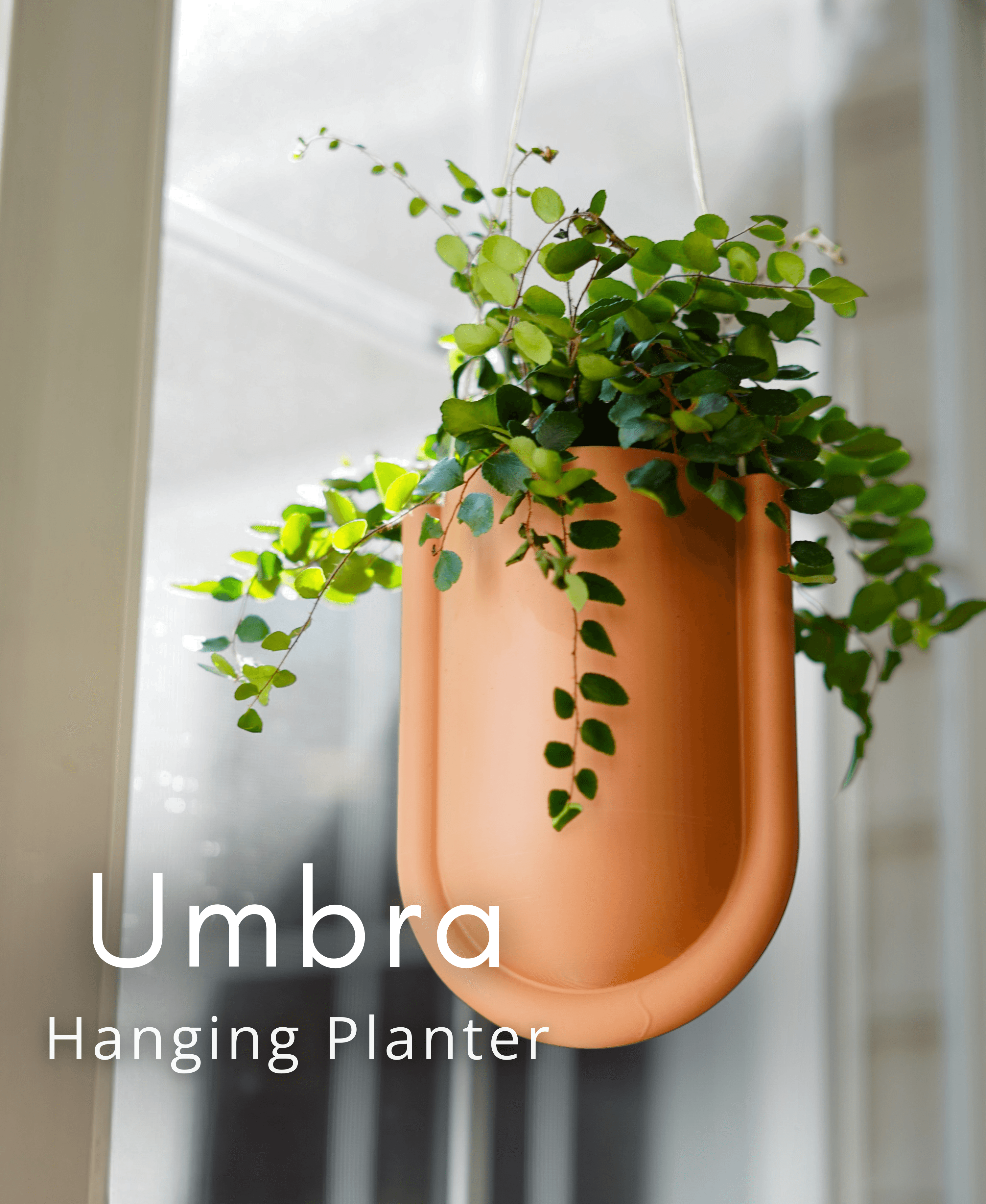 Umbra Hanging Planter 3d model